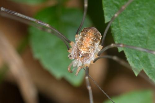 Réf. 240 730 : Opilio canestrinii
